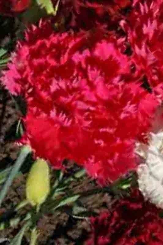 CARNATION AUTUMN MIX 100 SEEDS RARE DIANTHUS CHABAUD FLOWERS DOUBLE BLOOMS USA