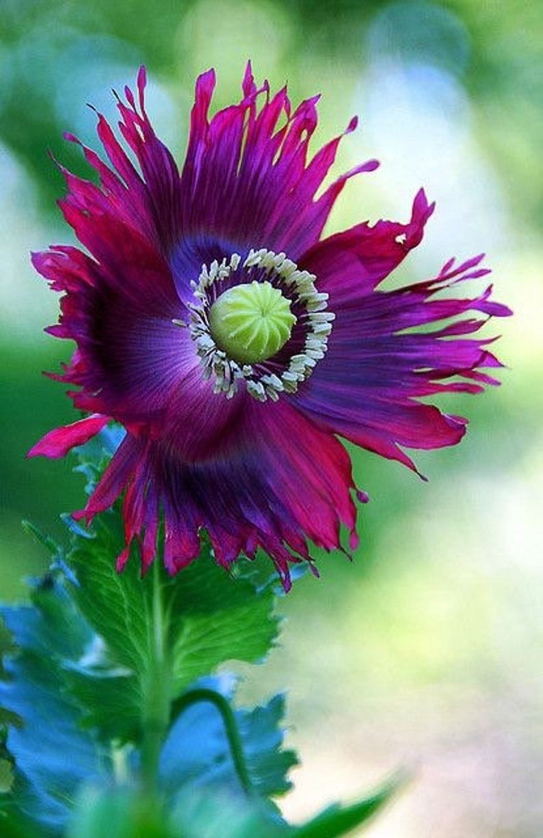 1,000 Rare Afghan Laciniated Poppy Seeds P. Somniferum Fringed & Serrated Blooms