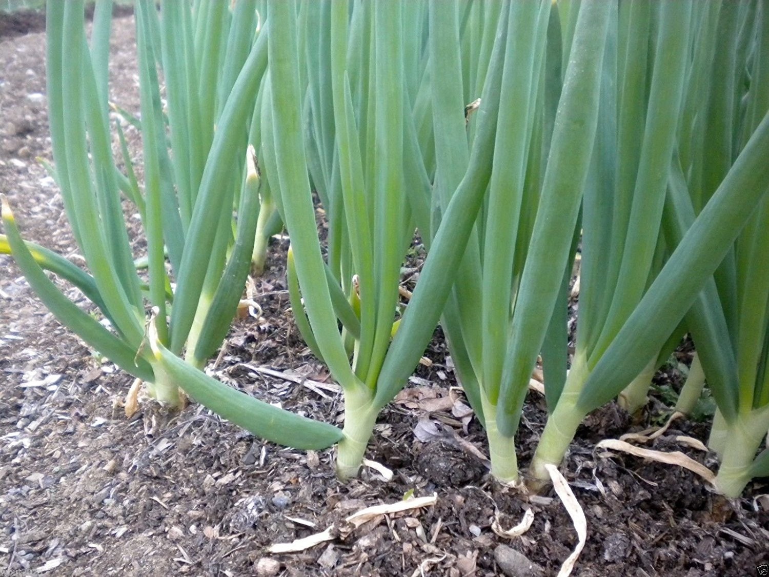 Evergreen White Bunching Onion Seeds, NON-GMO, FREE SHIPPING