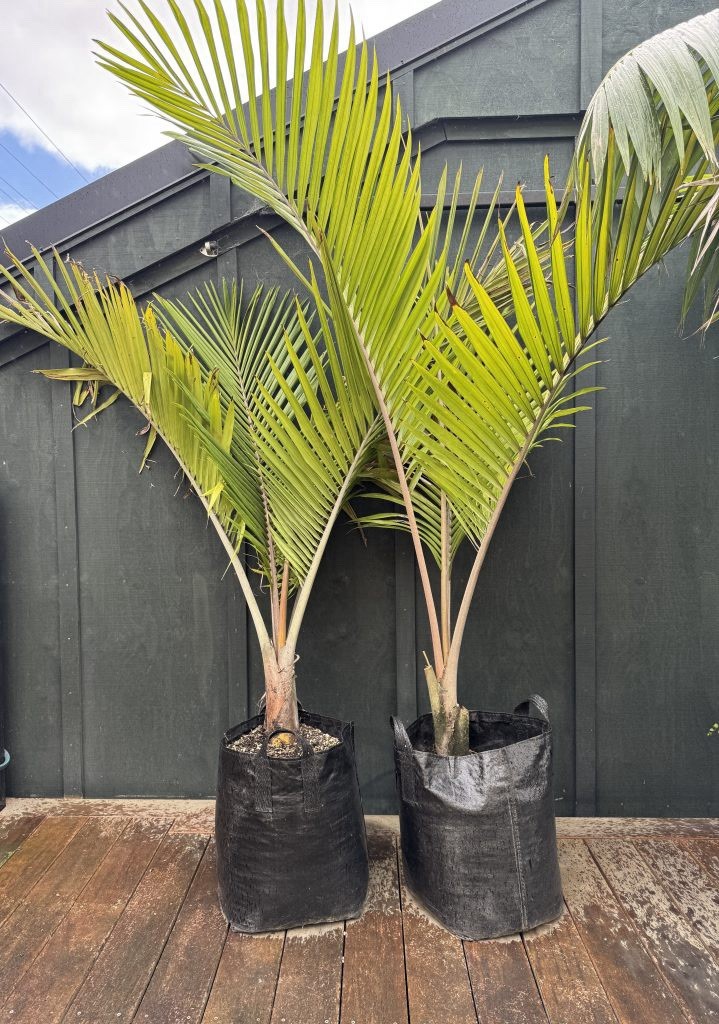 Rare – Norfolk Island Palm Tree – Rhopalostylis baueri Seeds – Cold Hardy 25f