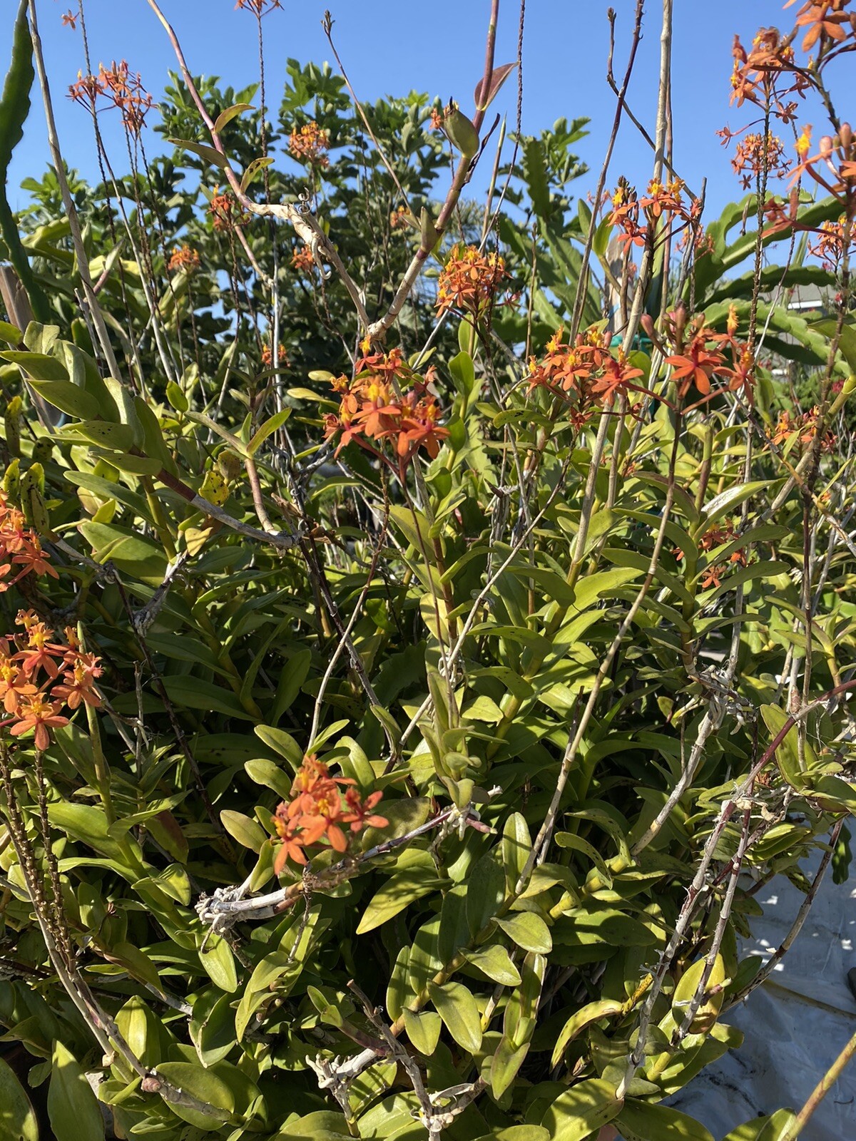 EPIDENDRUM Orchid 3 Pieces With Roots Red/Yellow/Orange/Purple 4’- 8’ Long.