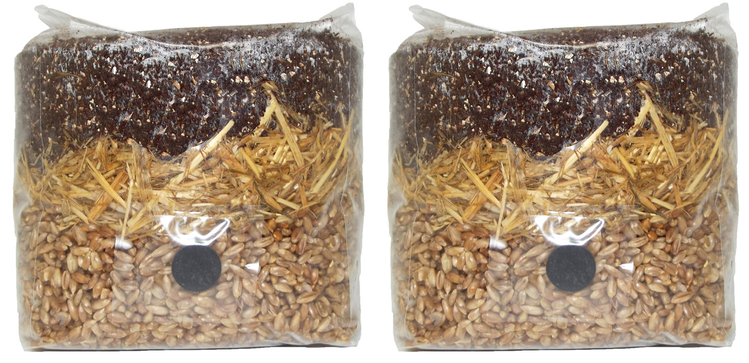 All in One Mushroom Grow Bag (2 Pack)