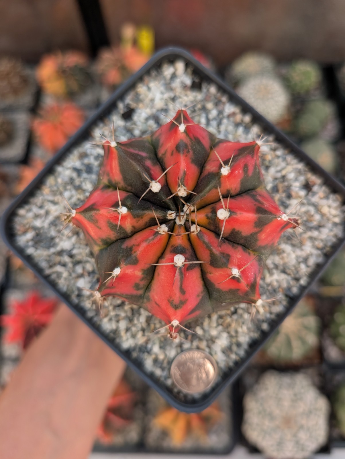 Gymnocalycium Inverse Variegata Daydream Hybrid Motherplant