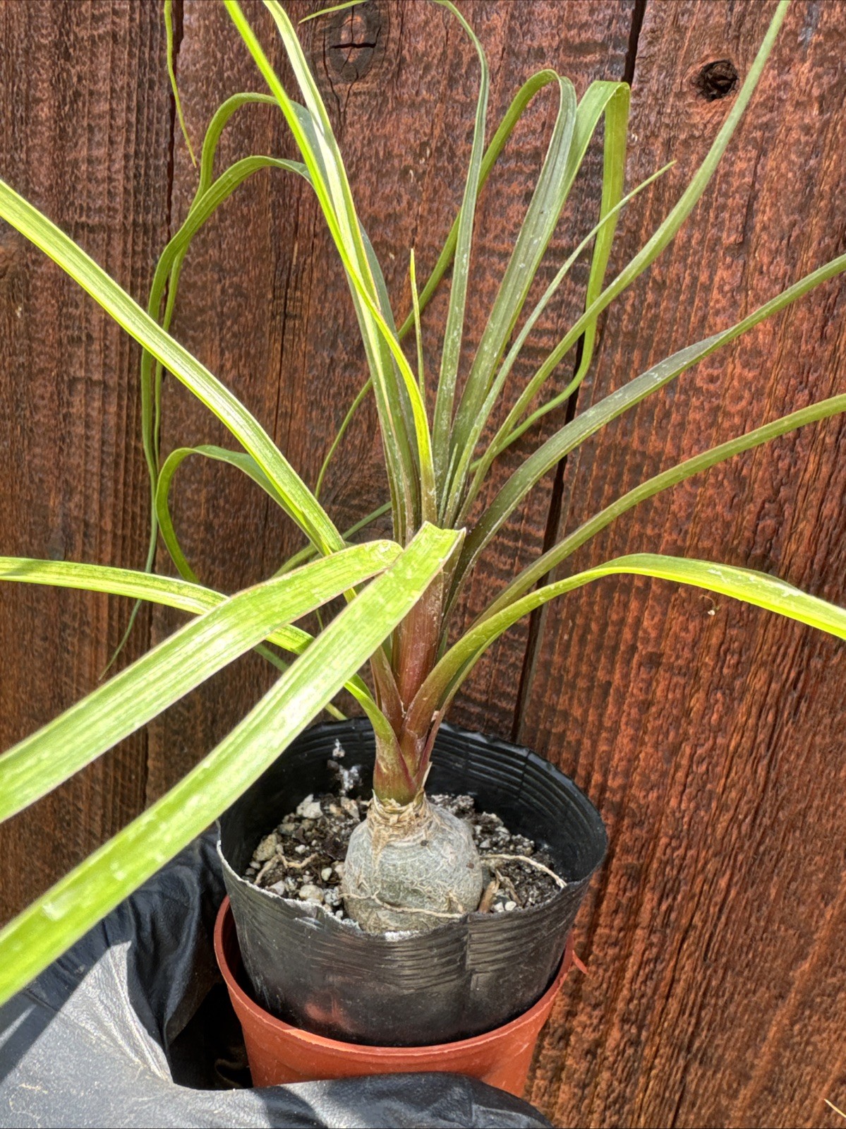 Beaucarnea recurvata Elephant Foot
