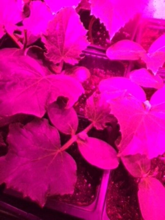 1 Live Plant – Vegetable – Cucumber Seedling Plants 30 days old, 2″ to 4″ tall
