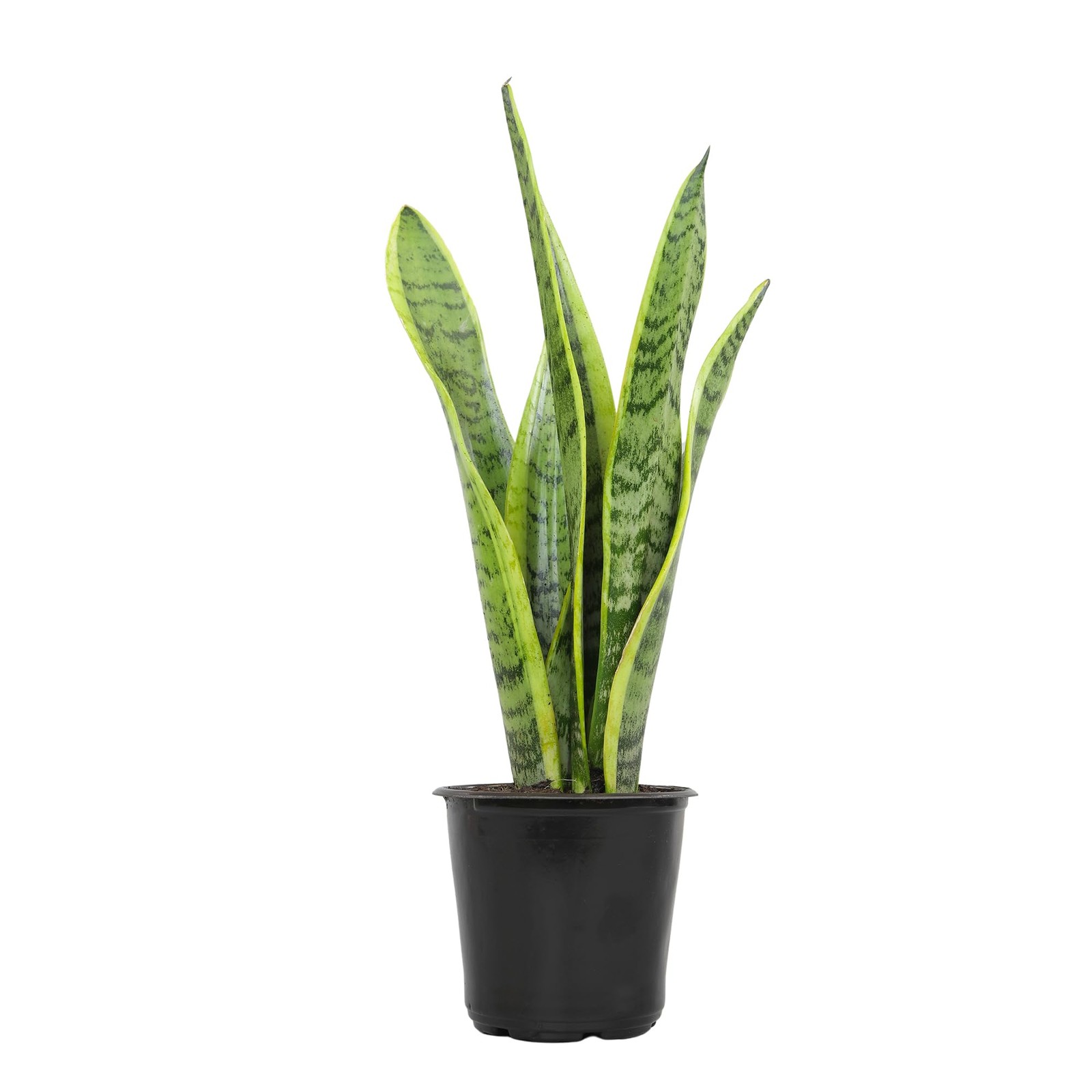 Live Snake Plant Fully Rooted MotherinLaw’s Tongue Potted Indoor Plant