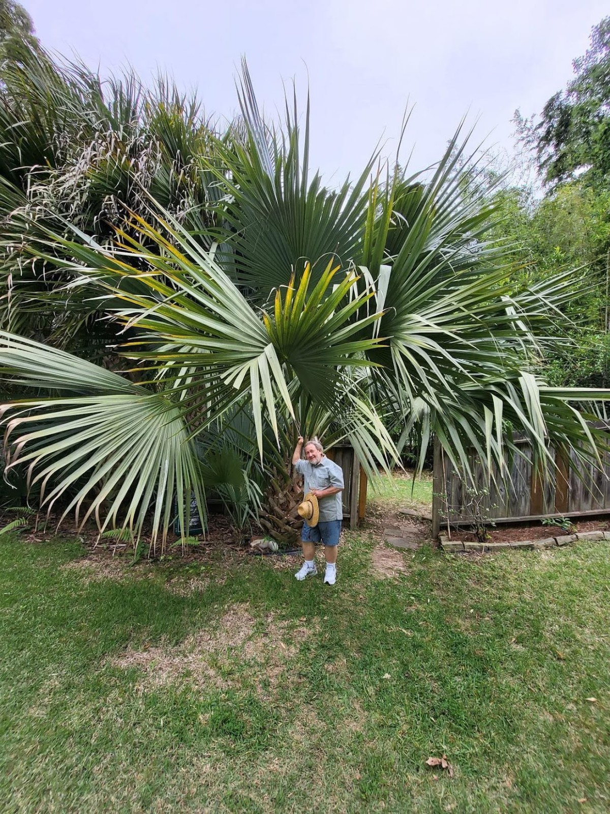 Sabal “carribean mystery” seedlings HUGE parent (rare and hardy!)