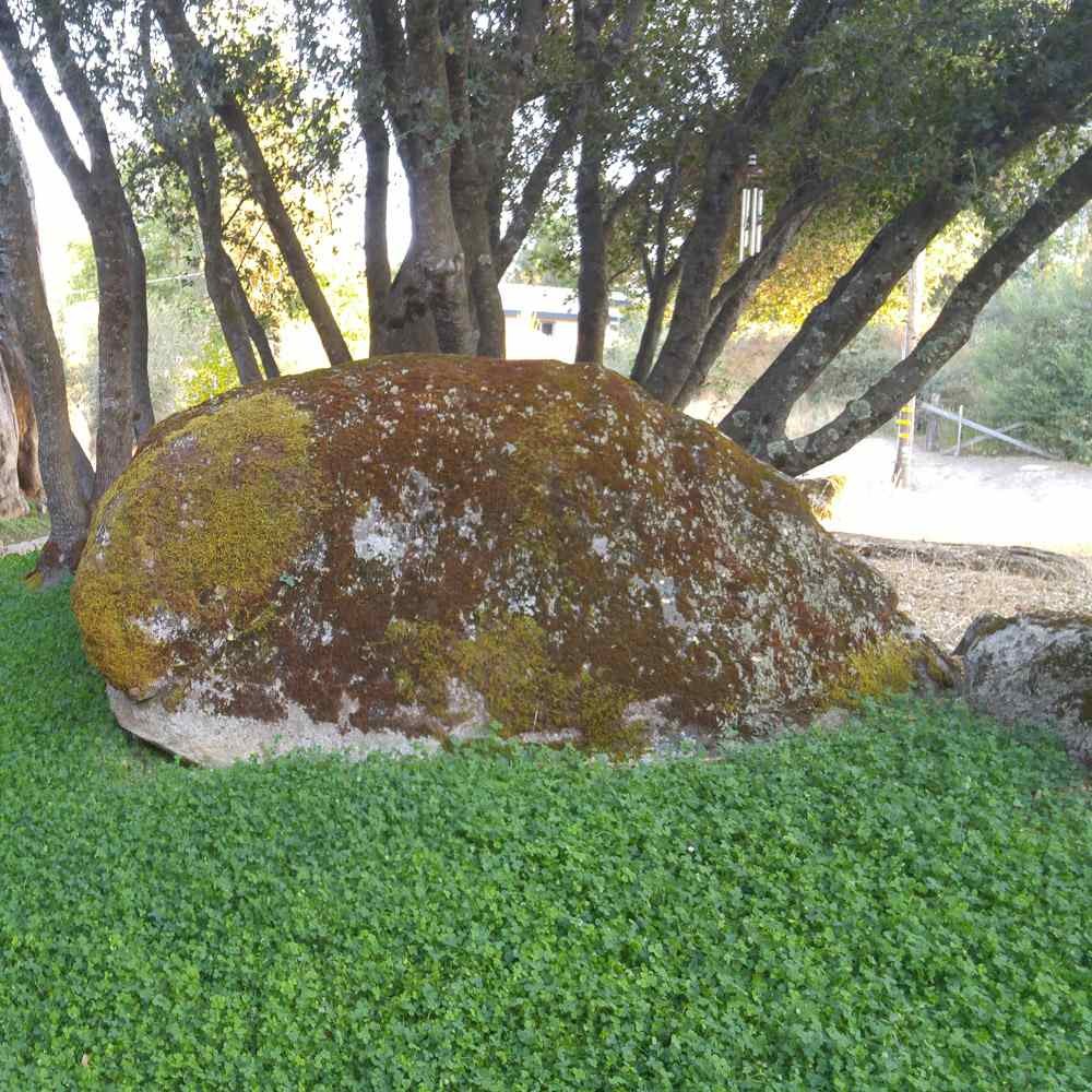 10 LBS Miniclover Seed For Planting No Mow Drought Tolerant Clover Lawns