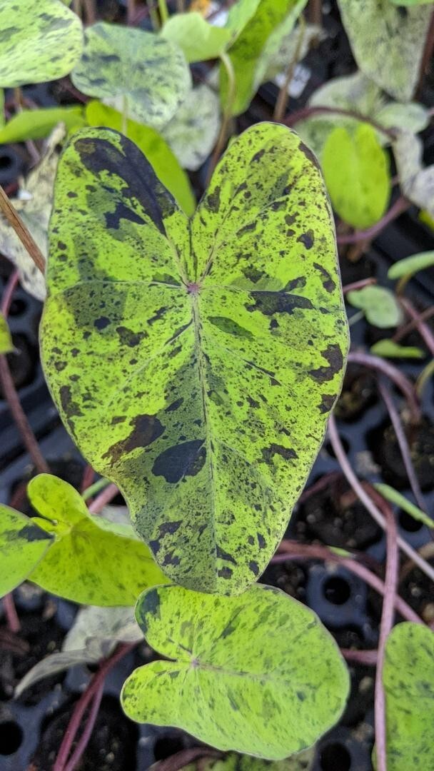 Rare Colocasia Mojito Elephant, Ear esculenta – Starter Live Plant