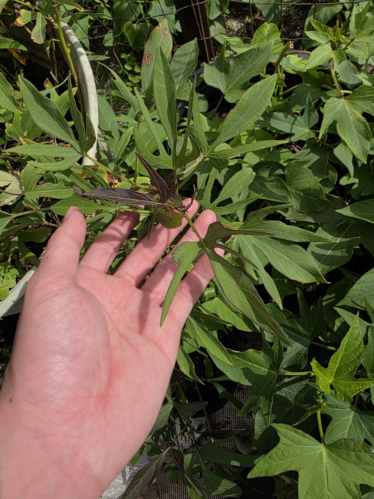 10 Red Skin White Slips Vietnam Sweet Potato-Cuttings-Khoai Lang Đỏ-Have Roots
