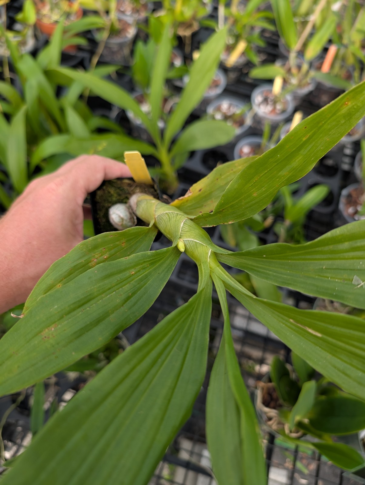 Cyc. cooperi ‘Dark Star’ x Cyc. Richard Brandon ‘Heavy Spots’ | BS not in bloom