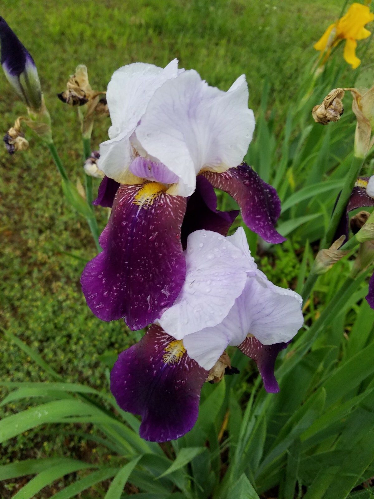 20x FRESH MIXED VARIETIES/COLORS BEARDED IRIS Bulbs/Rhizomes FRESH