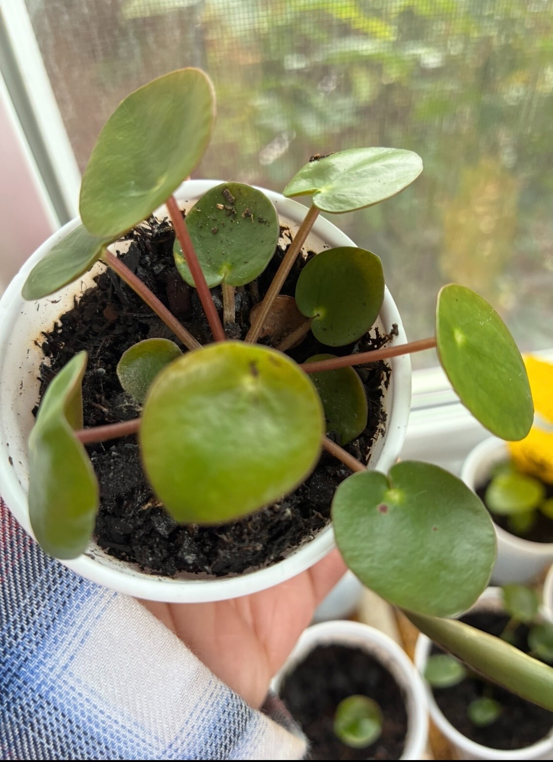 2″ Pot Live Chinese Money Plant Pilea peperomioides Indoor House Plants