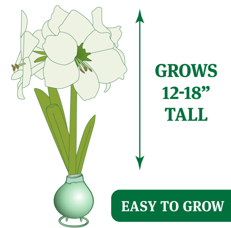 White Waxed Amaryllis Bulb with Stand, No Water Needed, Blooms 4-8 Weeks
