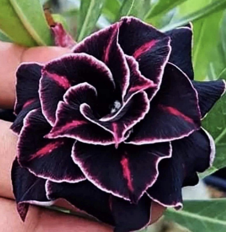 Elon Musk aka Deep Space Adenium Obesum Grafted Desert Rose Plant,Very Rare!
