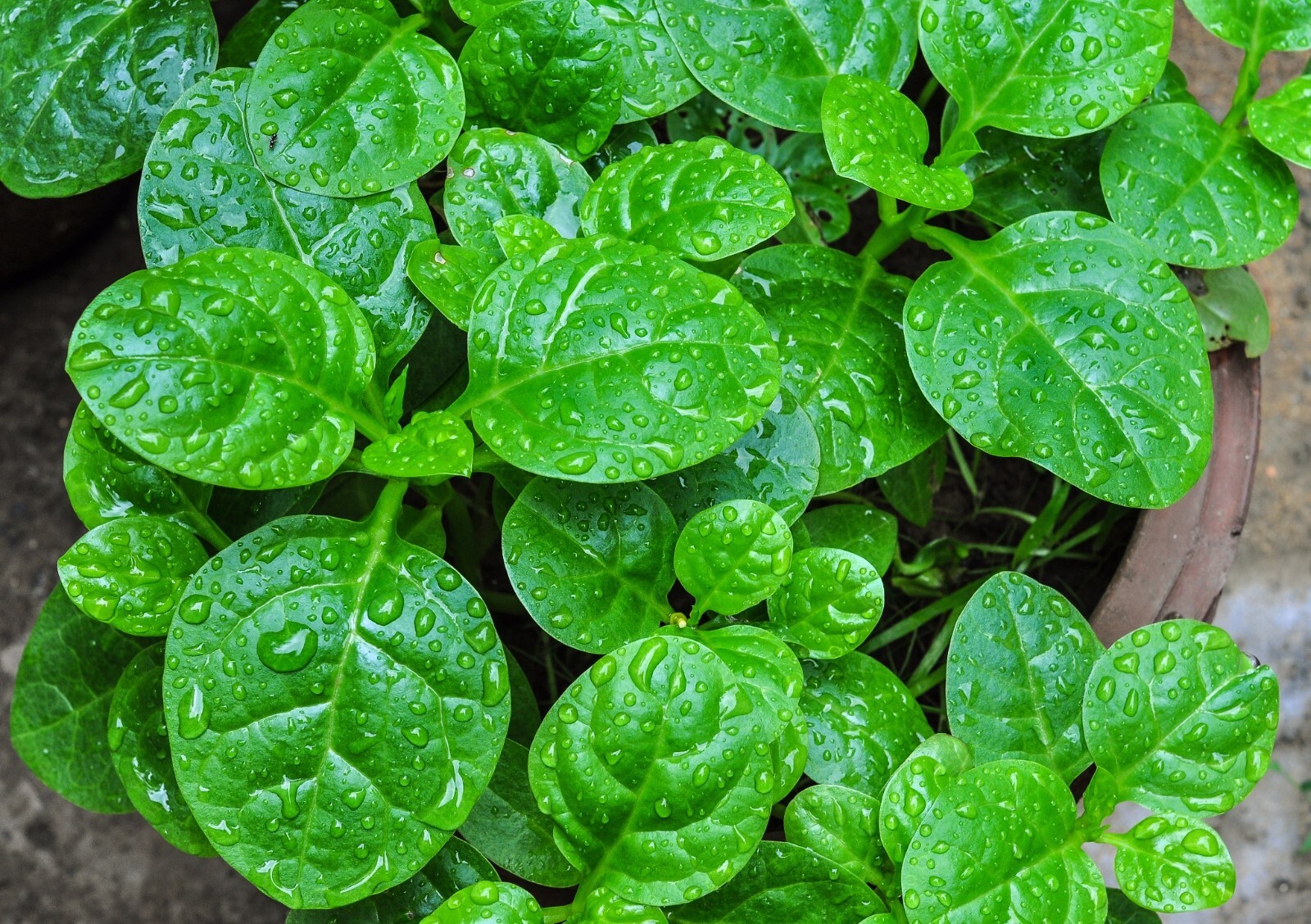 150+Malabar Spinach Seeds Mong Toi Ceylon Vine Spinach GMO Free Perennial