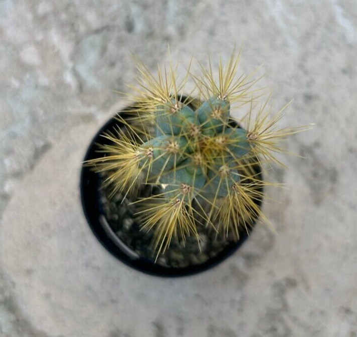 Pilosocereus Azureus, ‘Blue Candle’, Comes in a 2.5″ Pot