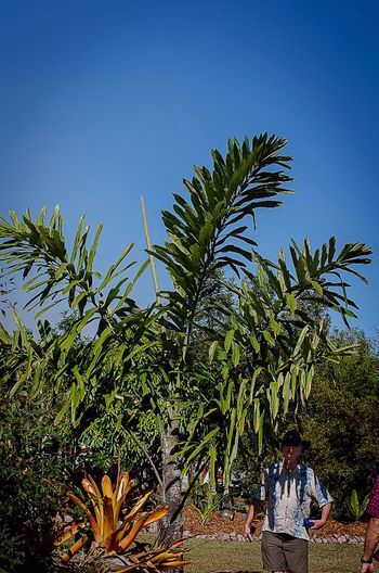FISHTAIL PALM TREE SEEDS (Wallichia disticha) Distichous RARE Exotic Tropical