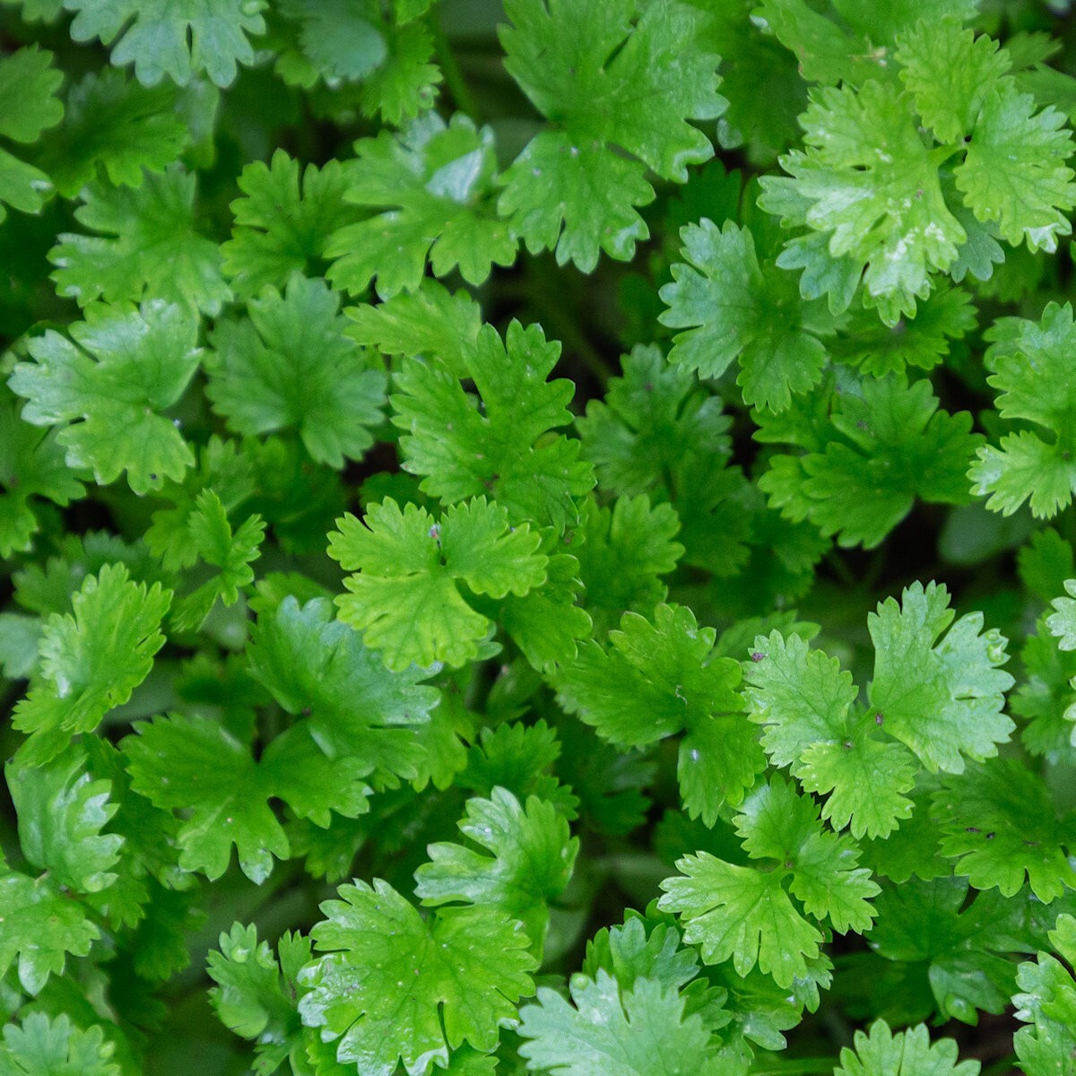 1/4 Lb Leisure Coriander Cilantro Herb Seeds – Everwilde Farms Mylar Seed Packet