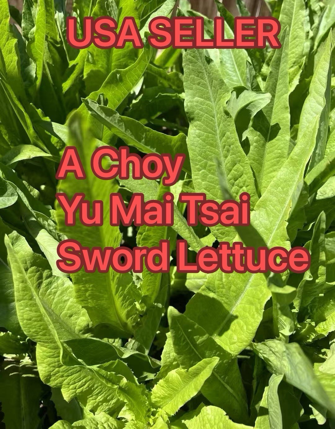 (USA SELLER) 500+ A Choy、Yu Mai Tsai、Sword Lettuce Seeds harvested in 2024