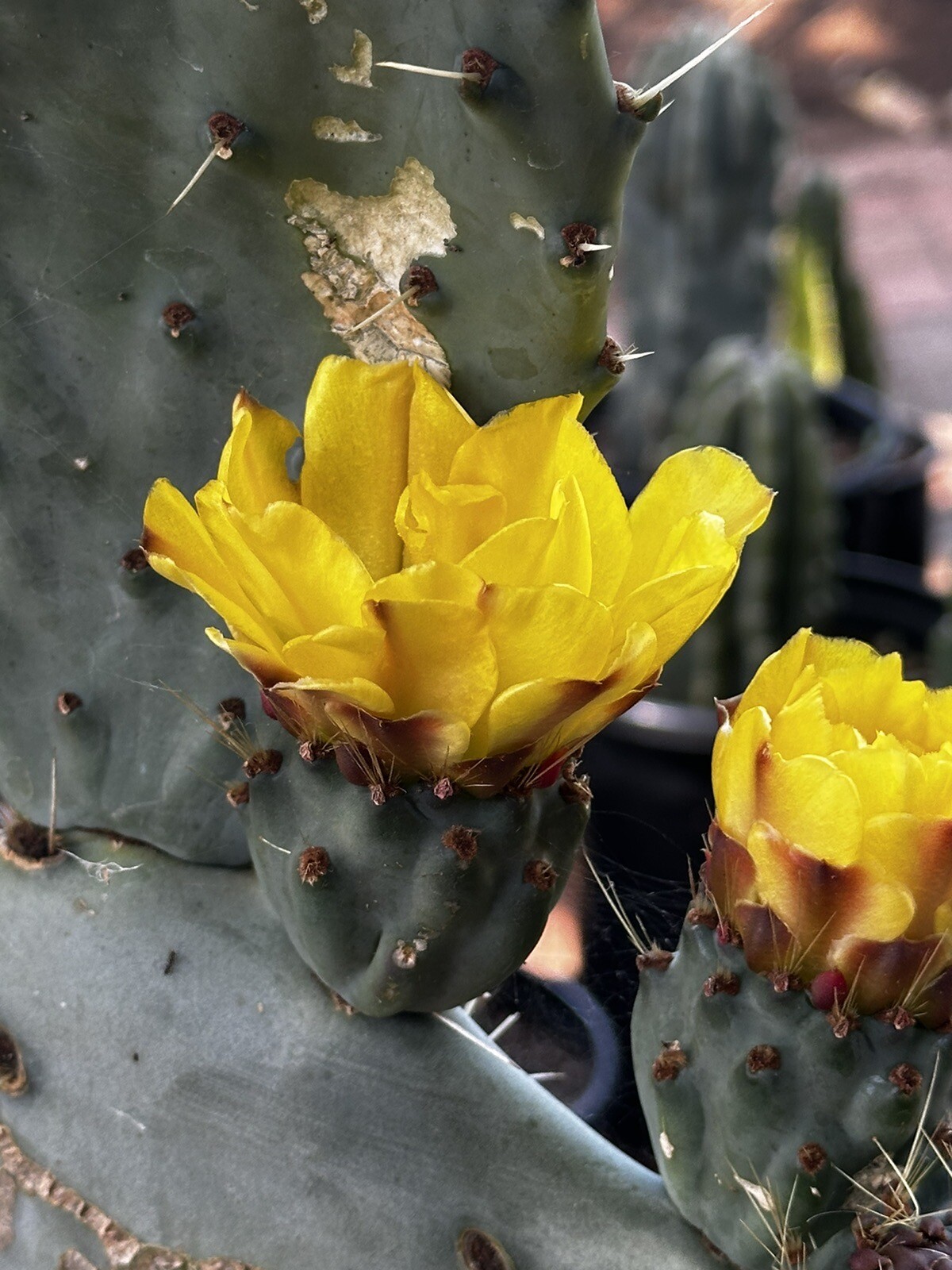 Prickly PEAR 🍐 Cactus Plant , Orange, Pink & Yellow Flowers 🌸 2x 10-14” PADS