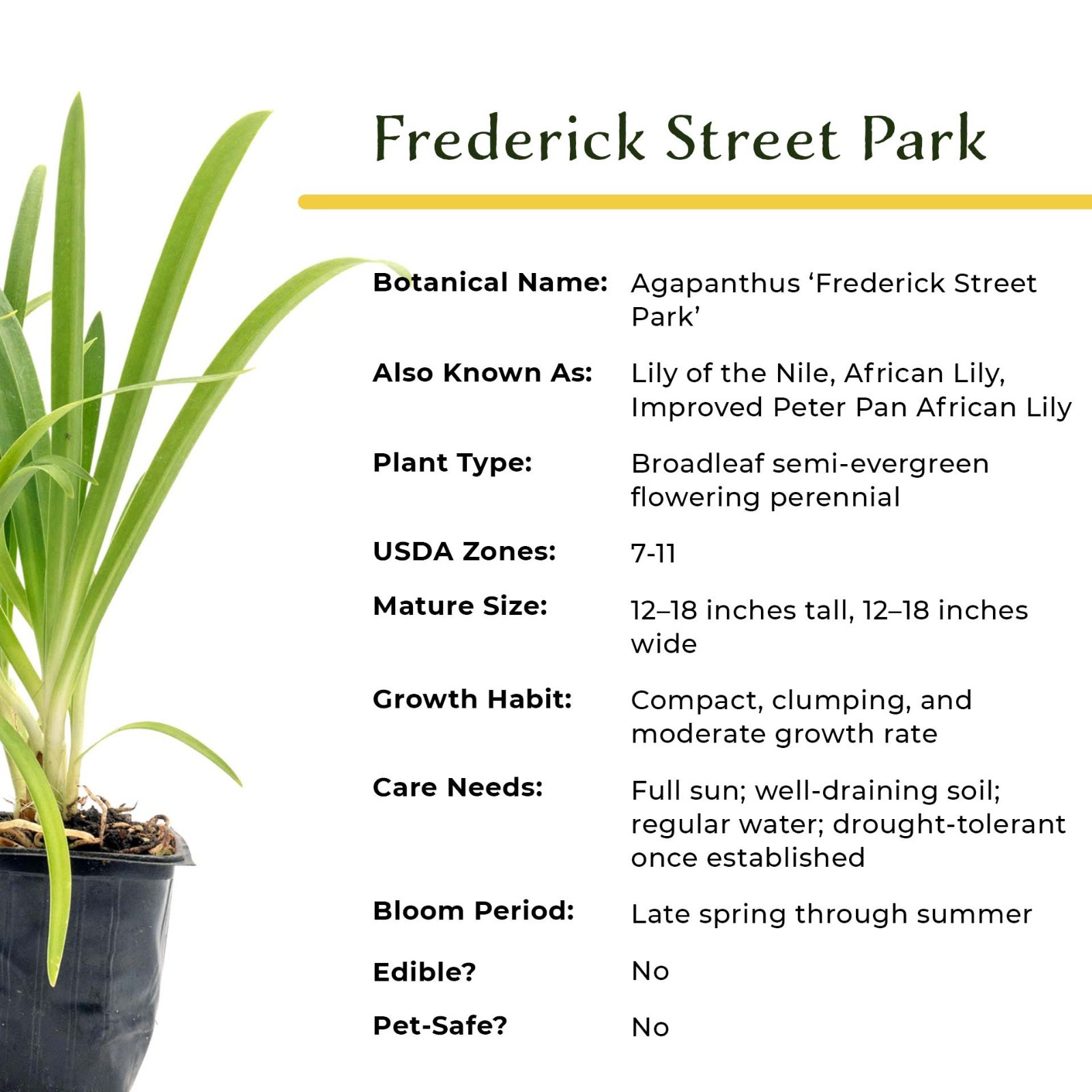 Frederick Street Park Agapanthus in 2.5” Nursery Cubes, Live Flowering Plants