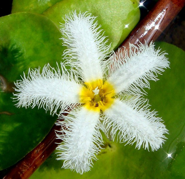 Live White Flower Water Snowflake Aquatic Marginal Pond Plant