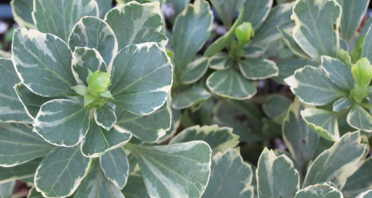 Pachysandra Terminalis ‘Silver Edge’ – 100 Bare Root Plants