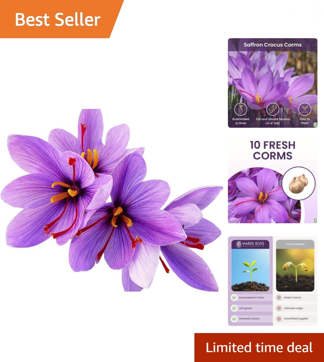 10 Large Saffron Crocus Corms for Outdoor Planting – Purple Blooming Perennials