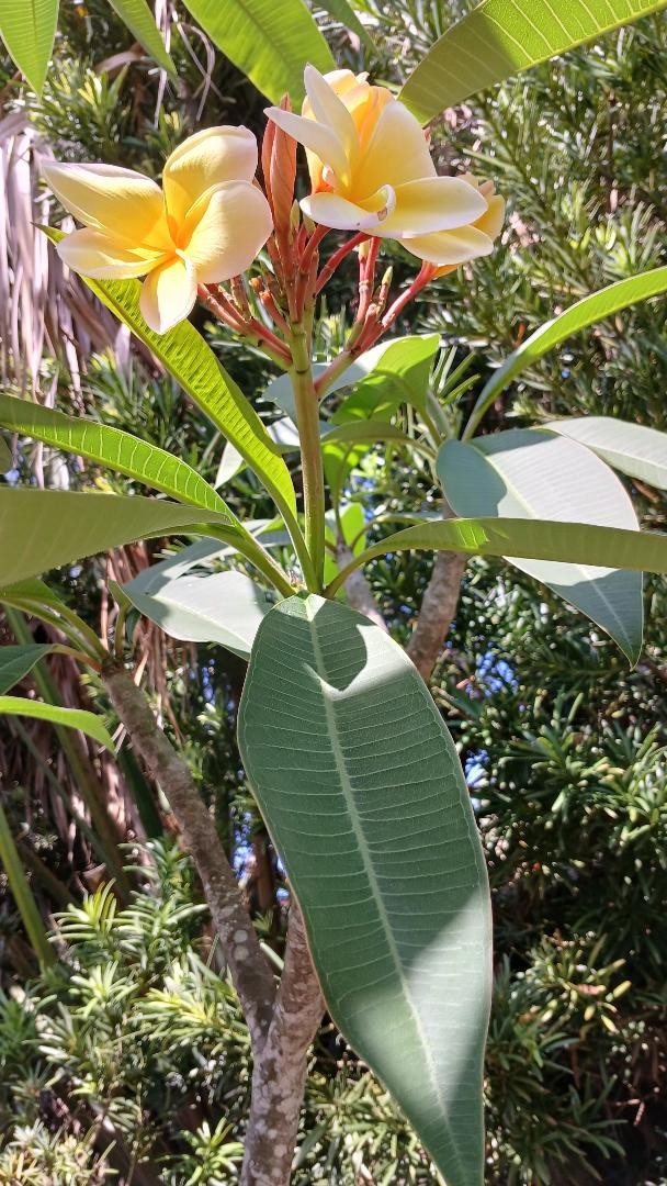 “BLAZING SUN HAWAII” PLUMERIA FRANGIPANI 12″ BLOOMING NOW FRESH CUT DAY OF ORDER