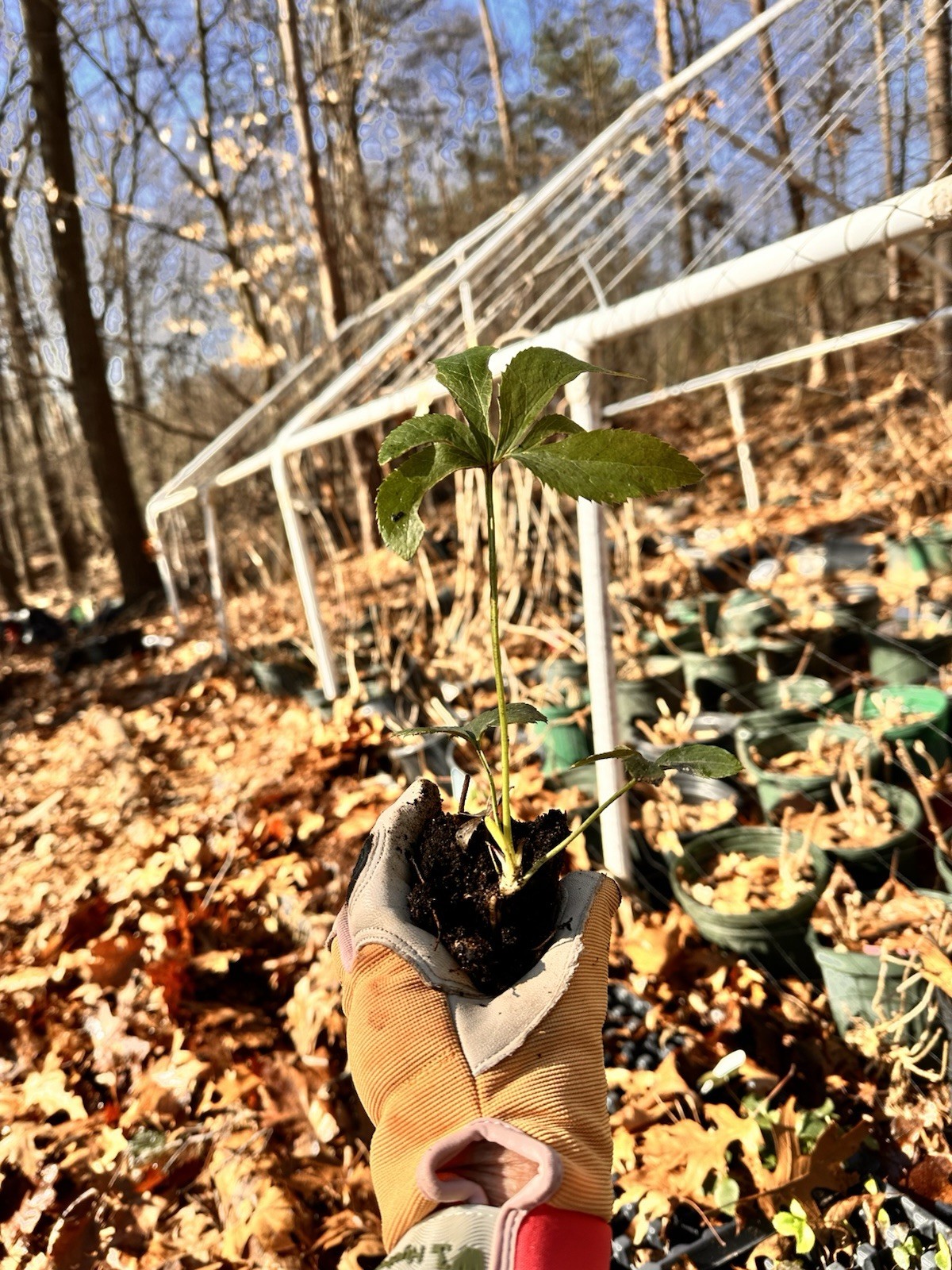 (3) Helleborus True Love Live Plant. Package Deal!