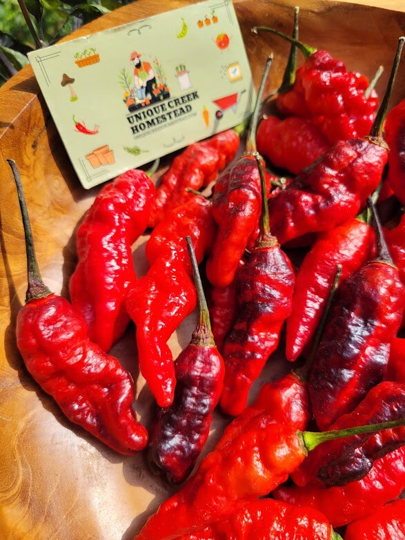 Blood Ghost Pepper Seeds SUPER HOT 800,000+ Scoville SHU Unique Creek Rare
