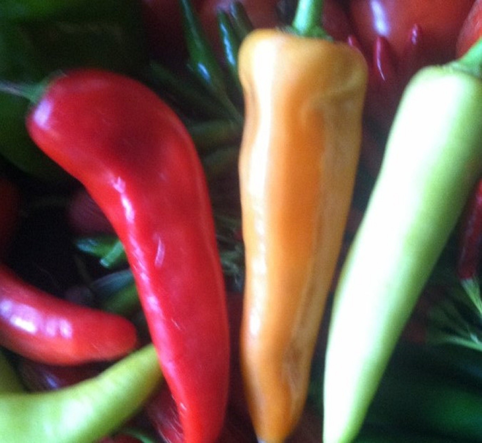 Sweet Banana Pepper Seeds NON-GMO 100+ SEEDS –BUY 4 ITEMS FREE SHIPPING