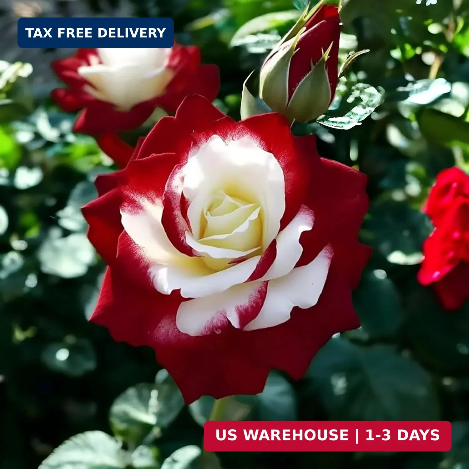 10 Rare Twin Red White Rose Seeds – Heirloom Non-GMO Flower Seeds for Captivatin