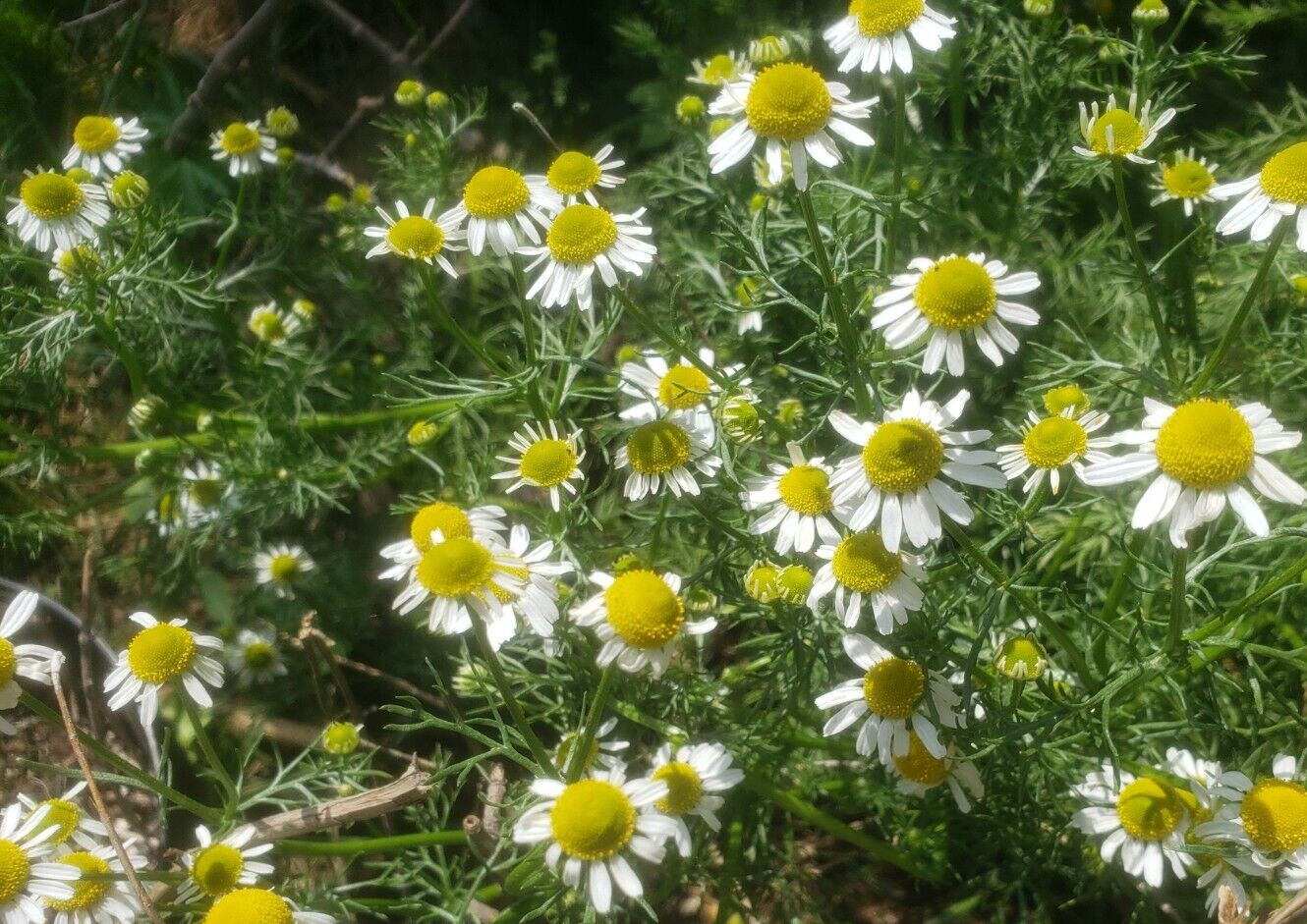 German Chamomile (1,000+ seeds) Apple scent for tea or pollinators!