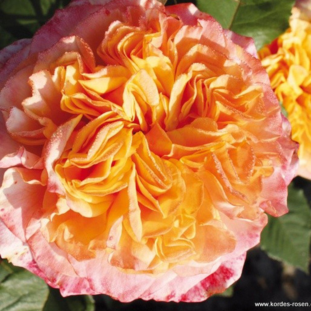 Crazy Love Rose 1.5 Gal Pot, Non-Stop Fragrant Orange Apricot Flowers, Own Root