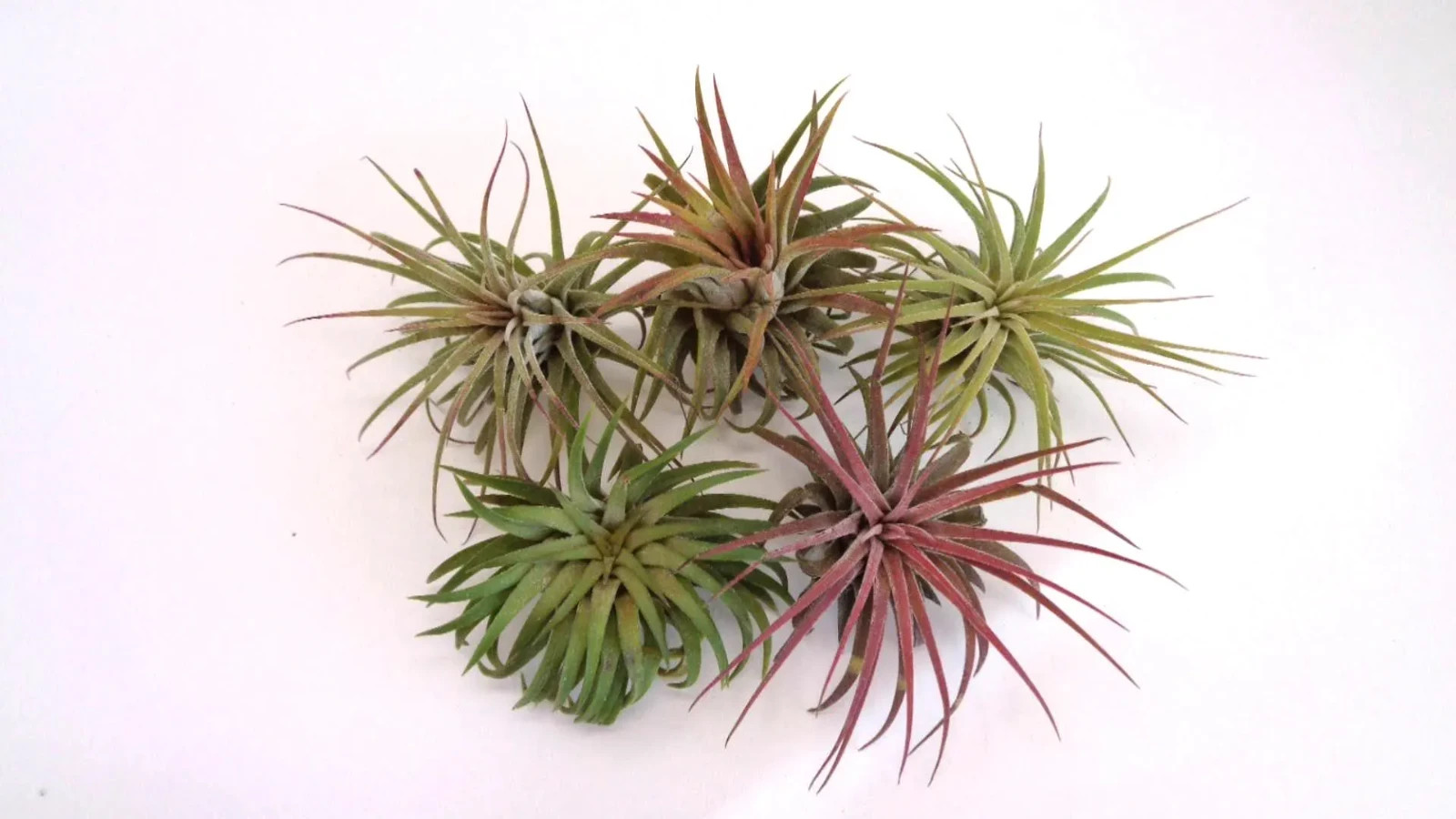 5 Pack Tillandsia Ionantha Rubra Air Plants
