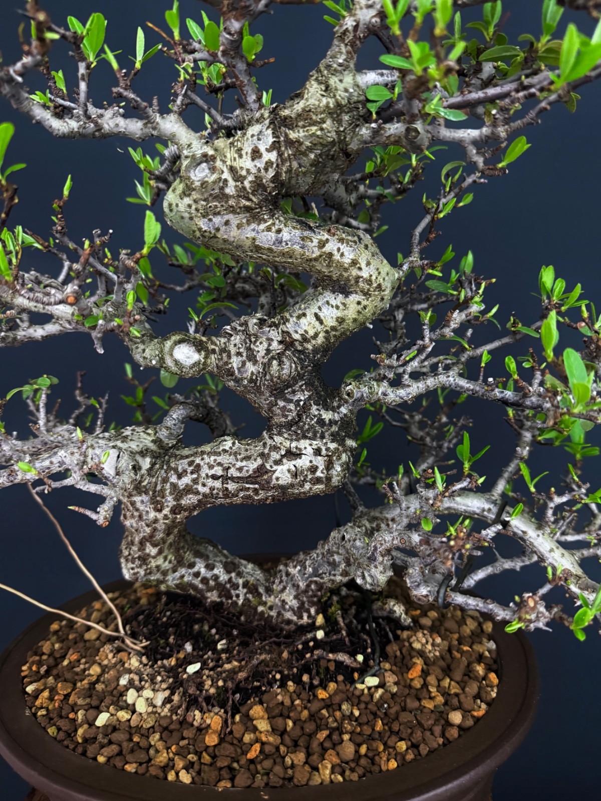 Pyracantha Fruit Bonsai tree (very easy to bear fruit)