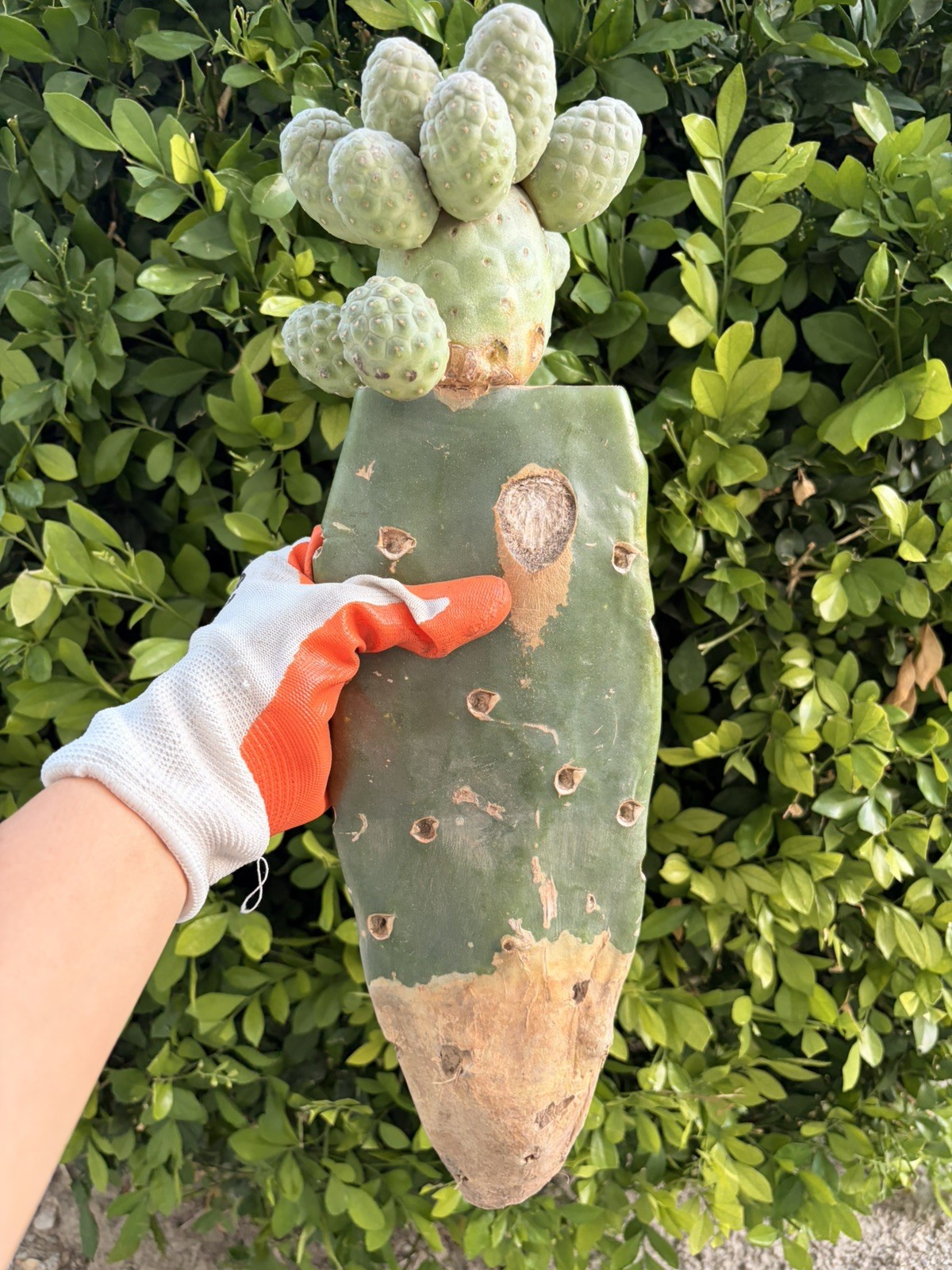 Rare Multi Headed Cactus Cluster Grafted