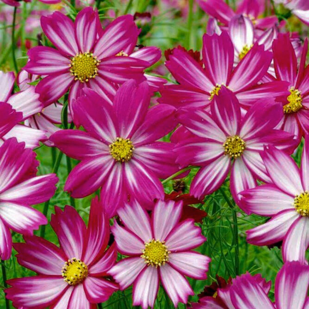 Fresh Beautiful Cosmos Seeds | Candystripe | Heirloom Non-GMO | Flower Seeds