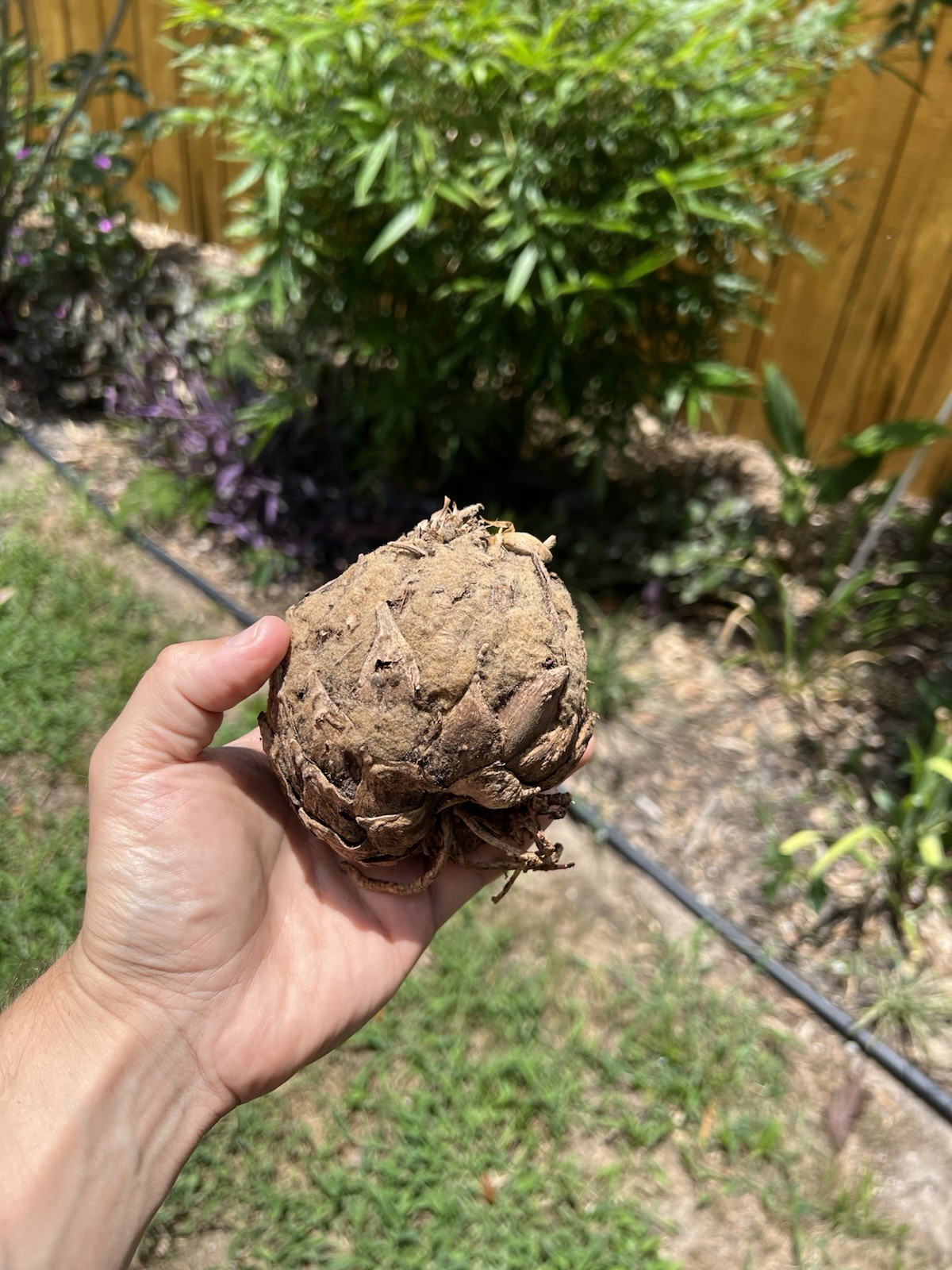 Dioon Edule Approx 4in Caudex – Hardy Mexican Cycad Lot #3