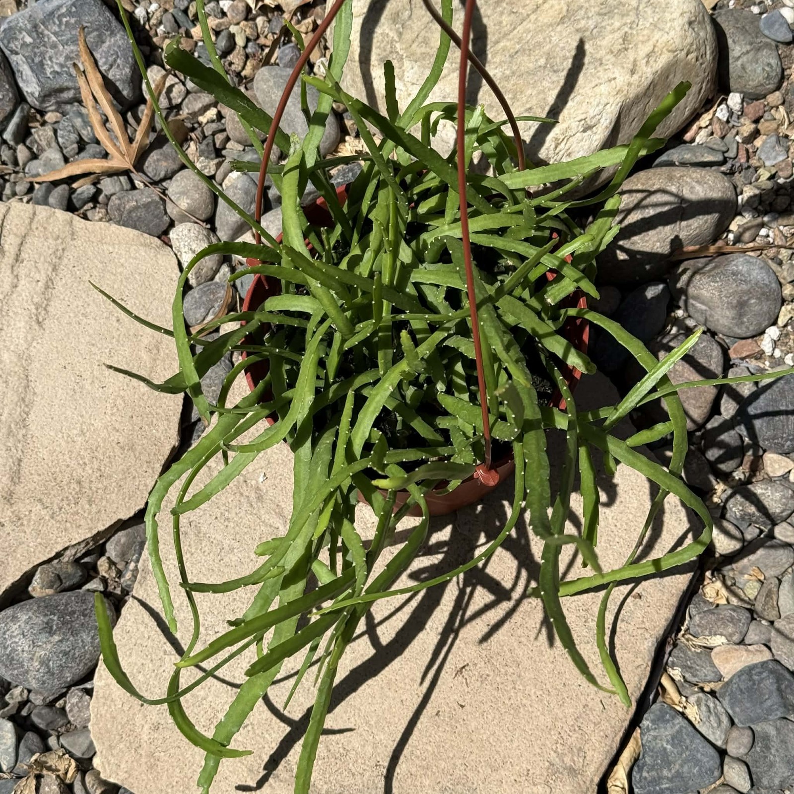 Rhipsalis boliviana