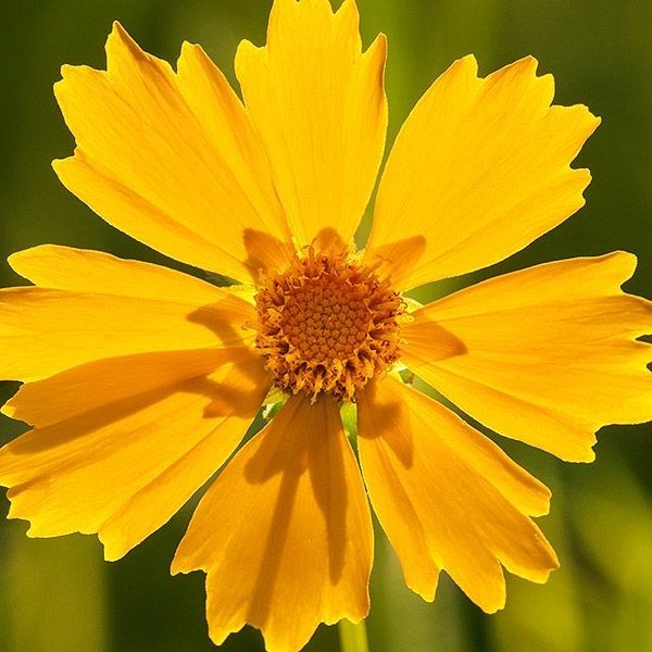 LANCELEAF COREOPSIS SEEDS – 25 SEEDS WOW Comb. S/H – SEE OUR STORE
