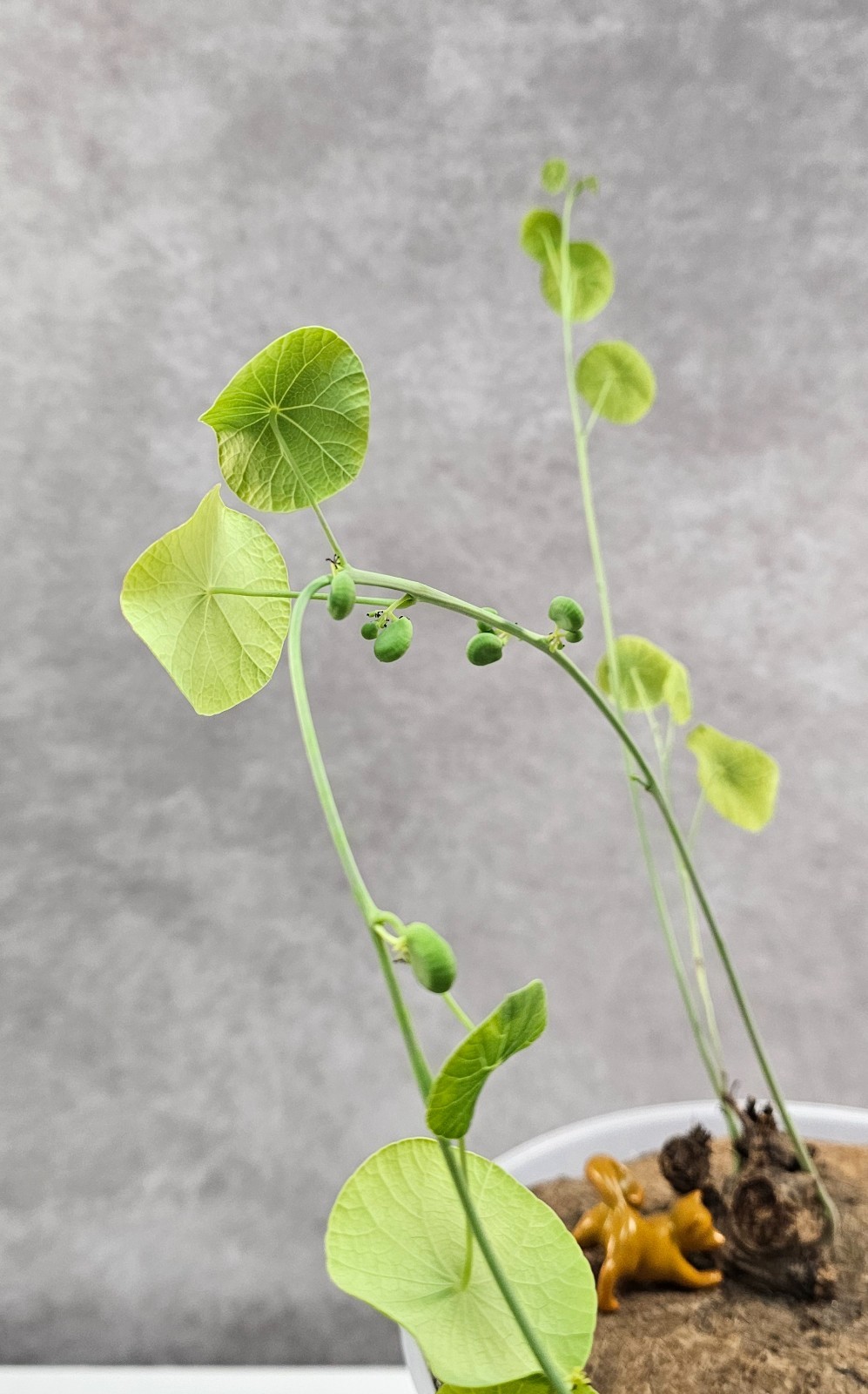 HUGE & HEAVY! Stephania Erecta (XXL) – Succulent – FEMALE W/ SEEDS!!! -Succulent