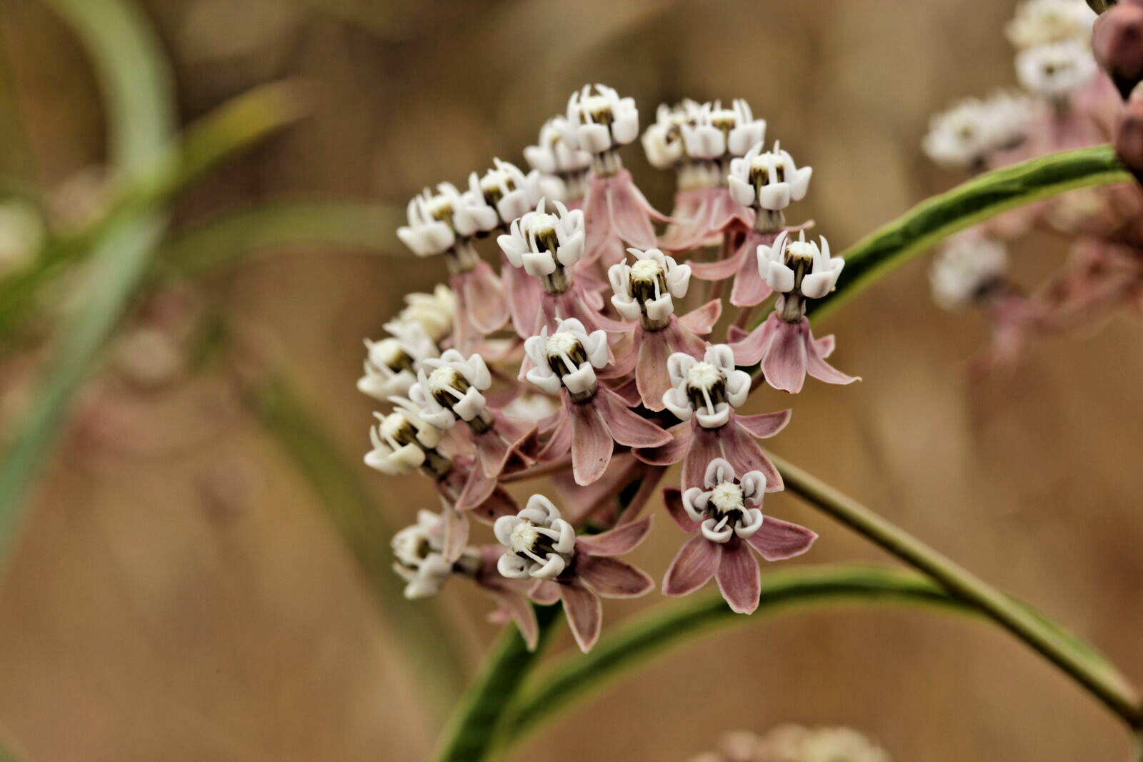 2,000 ASCLEPIAS FASCICULARIS Seeds (Narrowleaf Milkweed) Bulk Butterfly Flower