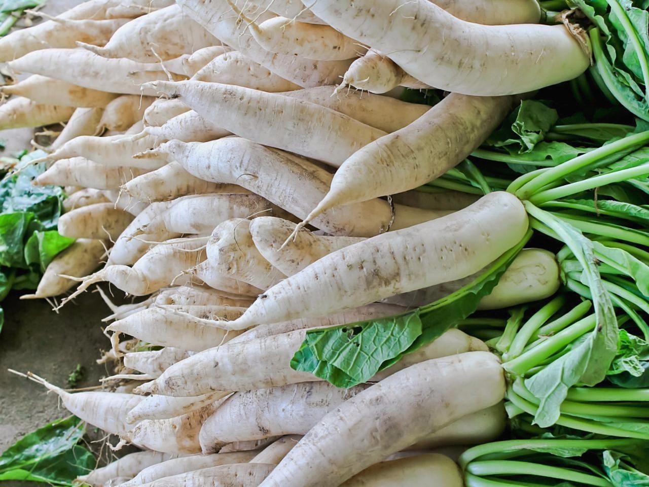 Daikon Radish, Deer Food Plot, Extremely Large Radish, Japanese Horseradish