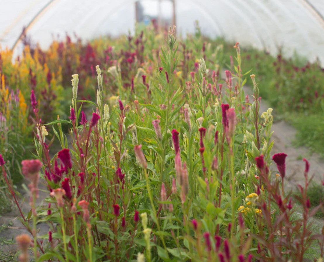 Celosia Supercrest Mix Live Plant Plug – 1–3″ Tall – Mixed Color Flower