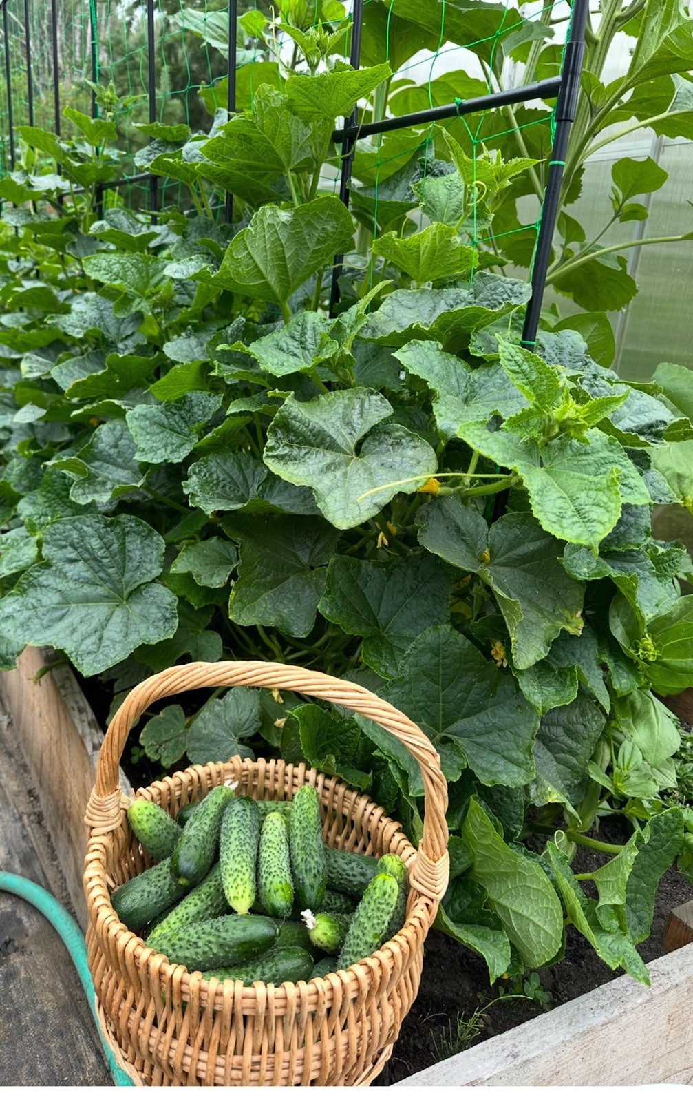 25 Seeds Cucumber Amour F1 ORIGINAL Bejo Zaden Netherlands семена огурец Amur