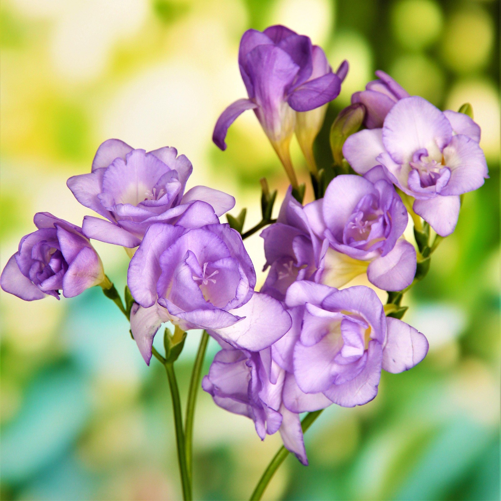 Easy to Grow Freesia Double Blue 15 Plant Bulbs, Spring Flowers Full Sun