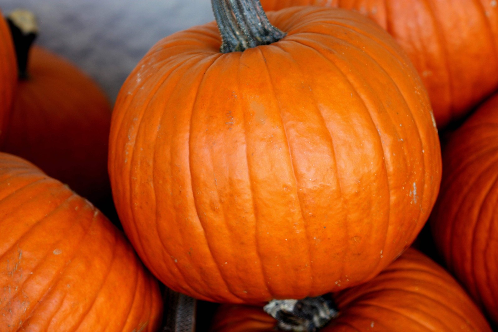 50 CONNECTICUT FIELD PUMPKIN BigTom Orange Yankee Cucurbita Pepo Vegetable Seeds